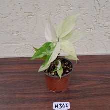 Load image into Gallery viewer, #H346 Aglaonema Modestum Variegatum