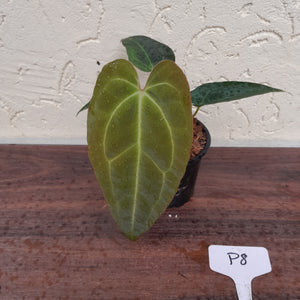 #P8 Anthurium Hybrid similar to Lux x Pap x Crys