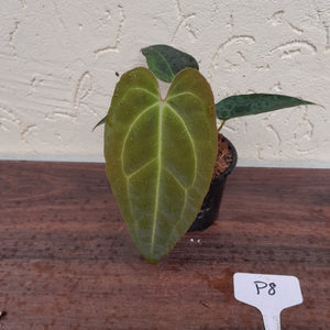 #P8 Anthurium Hybrid similar to Lux x Pap x Crys