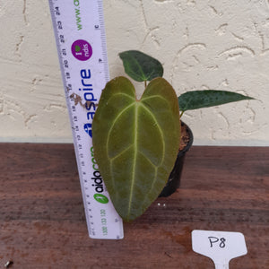 #P8 Anthurium Hybrid similar to Lux x Pap x Crys