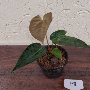 #P8 Anthurium Hybrid similar to Lux x Pap x Crys