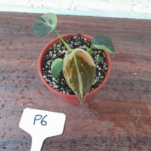 Load image into Gallery viewer, #P6 Variegated Philodendron Melanochrysum