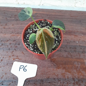 #P6 Variegated Philodendron Melanochrysum