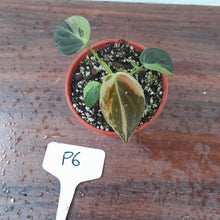 Load image into Gallery viewer, #P6 Variegated Philodendron Melanochrysum