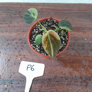 #P6 Variegated Philodendron Melanochrysum