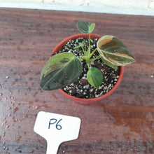 Load image into Gallery viewer, #P6 Variegated Philodendron Melanochrysum