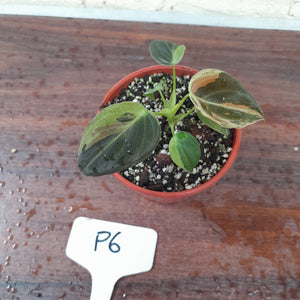 #P6 Variegated Philodendron Melanochrysum