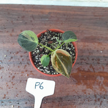Load image into Gallery viewer, #P6 Variegated Philodendron Melanochrysum