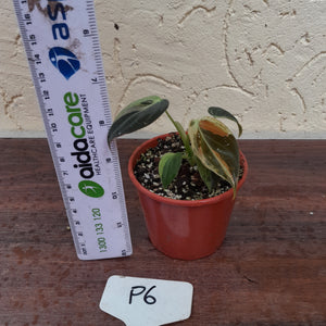 #P6 Variegated Philodendron Melanochrysum