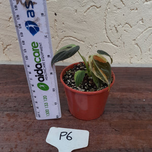 #P6 Variegated Philodendron Melanochrysum