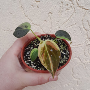 #P6 Variegated Philodendron Melanochrysum