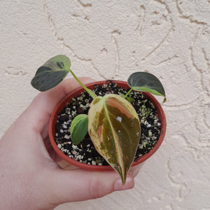 #P6 Variegated Philodendron Melanochrysum