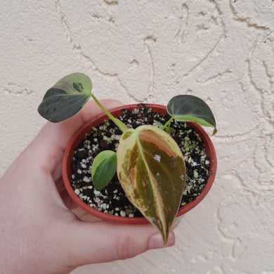 #P6 Variegated Philodendron Melanochrysum