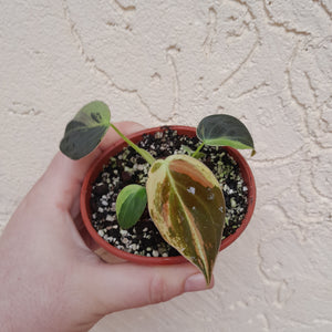 #P6 Variegated Philodendron Melanochrysum
