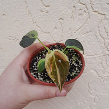 Load image into Gallery viewer, #P6 Variegated Philodendron Melanochrysum