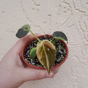 #P6 Variegated Philodendron Melanochrysum
