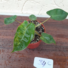 Load image into Gallery viewer, #34C Variegated Philodendron Billietiae