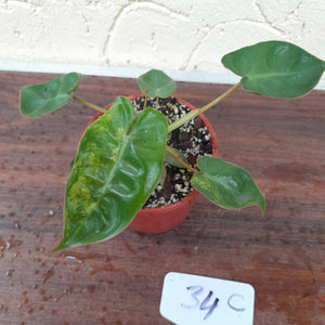 #34C Variegated Philodendron Billietiae