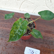 Load image into Gallery viewer, #34C Variegated Philodendron Billietiae