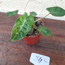 Load image into Gallery viewer, #34C Variegated Philodendron Billietiae