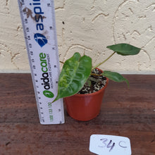 Load image into Gallery viewer, #34C Variegated Philodendron Billietiae