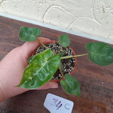 Load image into Gallery viewer, #34C Variegated Philodendron Billietiae