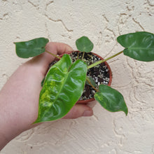 Load image into Gallery viewer, #34C Variegated Philodendron Billietiae