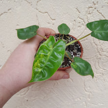 Load image into Gallery viewer, #34C Variegated Philodendron Billietiae