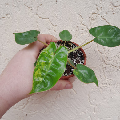 #34C Variegated Philodendron Billietiae