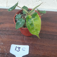 Load image into Gallery viewer, #13C Variegated Philodendron Billietiae