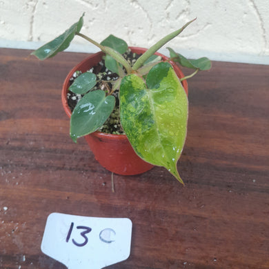#13C Variegated Philodendron Billietiae