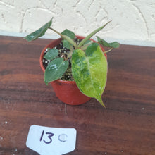 Load image into Gallery viewer, #13C Variegated Philodendron Billietiae