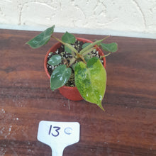 Load image into Gallery viewer, #13C Variegated Philodendron Billietiae