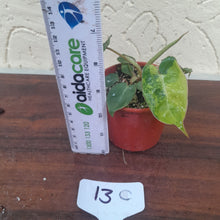 Load image into Gallery viewer, #13C Variegated Philodendron Billietiae