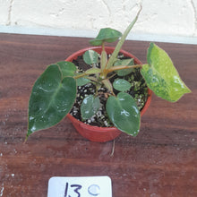 Load image into Gallery viewer, #13C Variegated Philodendron Billietiae