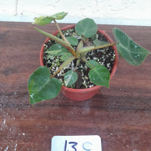 Load image into Gallery viewer, #13C Variegated Philodendron Billietiae
