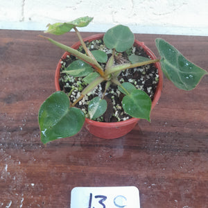 #13C Variegated Philodendron Billietiae