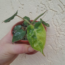 Load image into Gallery viewer, #13C Variegated Philodendron Billietiae