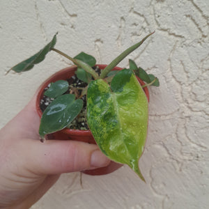 #13C Variegated Philodendron Billietiae