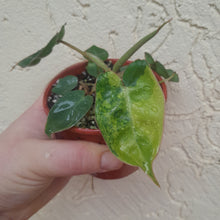 Load image into Gallery viewer, #13C Variegated Philodendron Billietiae