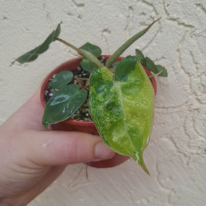 #13C Variegated Philodendron Billietiae