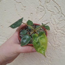 Load image into Gallery viewer, #13C Variegated Philodendron Billietiae