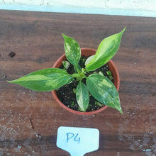 Load image into Gallery viewer, #P4 Philodendron Florida Beauty