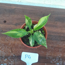 Load image into Gallery viewer, #P4 Philodendron Florida Beauty