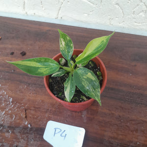 #P4 Philodendron Florida Beauty