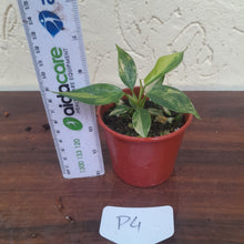 Load image into Gallery viewer, #P4 Philodendron Florida Beauty