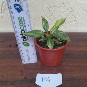 #P4 Philodendron Florida Beauty