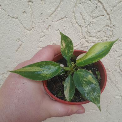 #P4 Philodendron Florida Beauty