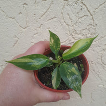Load image into Gallery viewer, #P4 Philodendron Florida Beauty