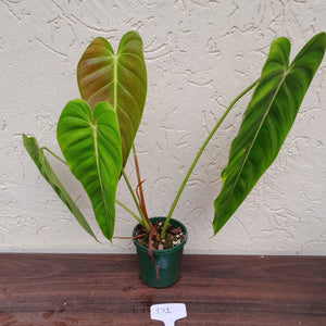 #D1 Philodendron Esmeraldense